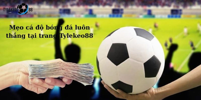 cá độ bóng đá